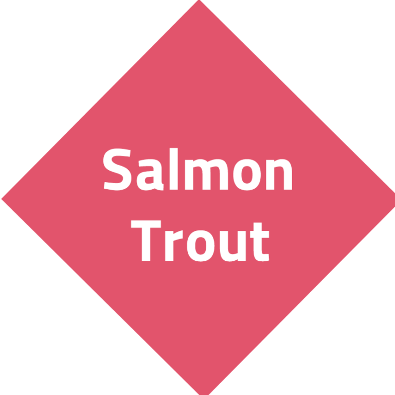 salmon-trout