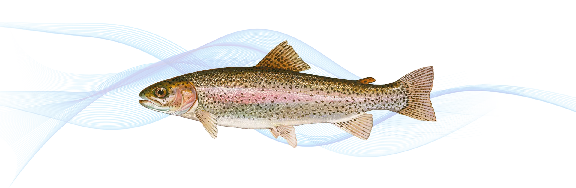 Salmon trout fish and salmon trout differences