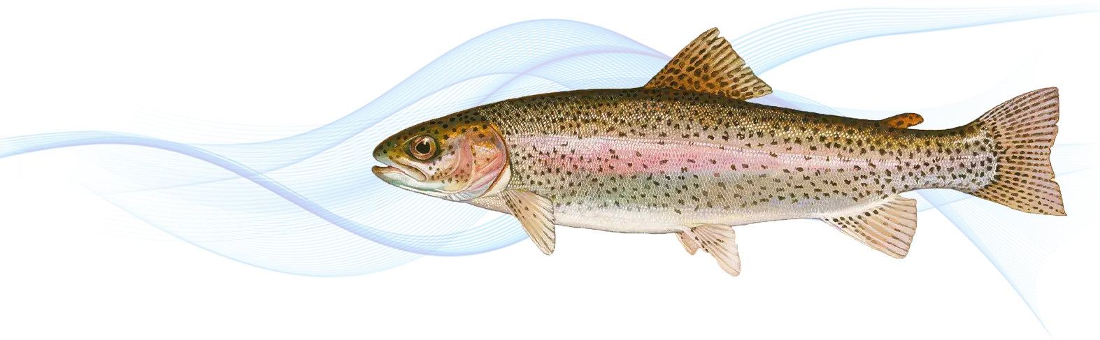 Salmon trout fish and salmon trout differences