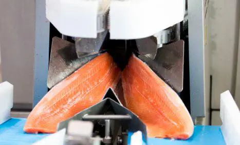 Salmon trout fish processing stages in AKOOFish strategy