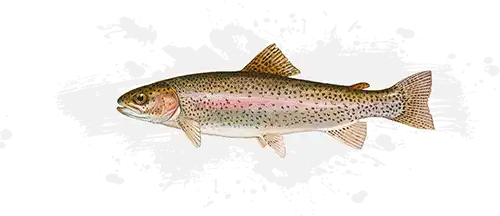 AKOOFish Salmon Trout Products