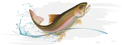 AKOOFish Trout Products